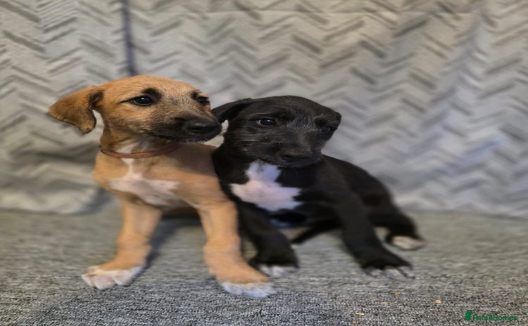 Lurcher dogs - Advert 7