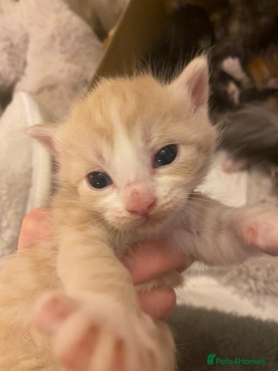 Maine Coon cats for sale: Maine Coon Cross kittens - Advert 8