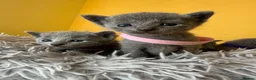 Russian Blue cats for sale: TICA REGISTERED Pure Breed Russian Blue Kittens - Advert 9