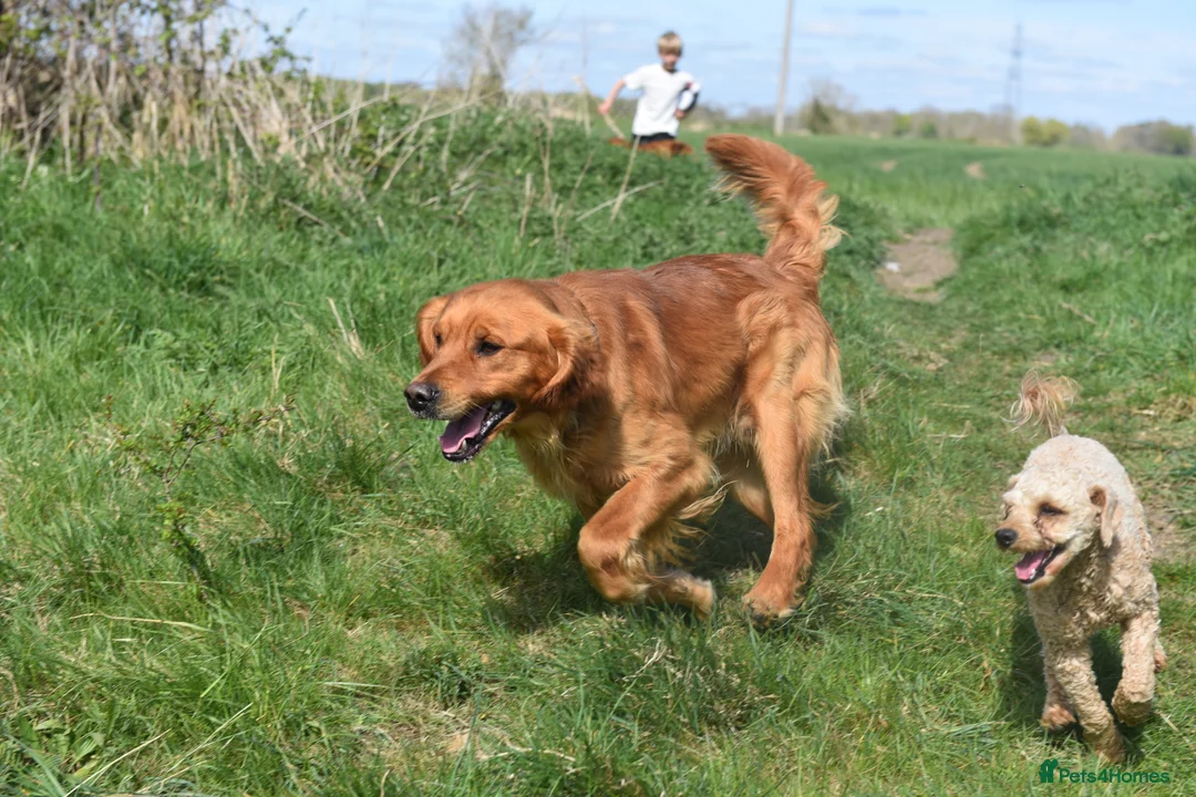 Goldador dogs for sale: Beautiful Deep Red Goldadors DNA Clear in Sleaford - Advert 16