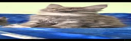 Maine Coon cats for sale: GCCF – Maine Coon kittens - Advert 6