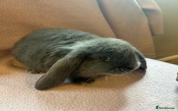 French Lop rabbits for sale: Beautiful French lop babies  - Image 3