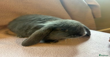 French Lop rabbits - Advert 1
