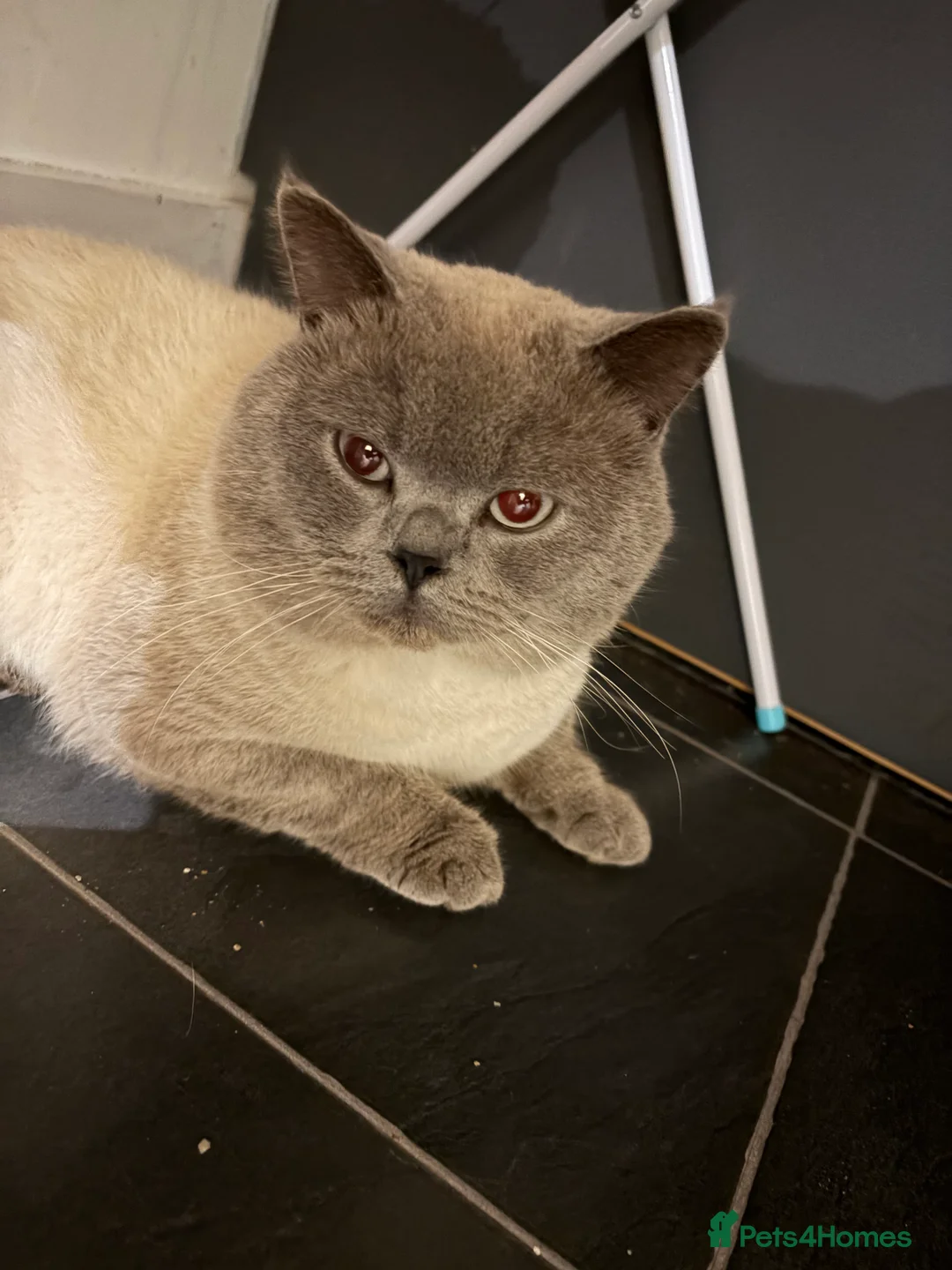 British Shorthair cats for sale: 2 year old British short haired cat - Advert 4