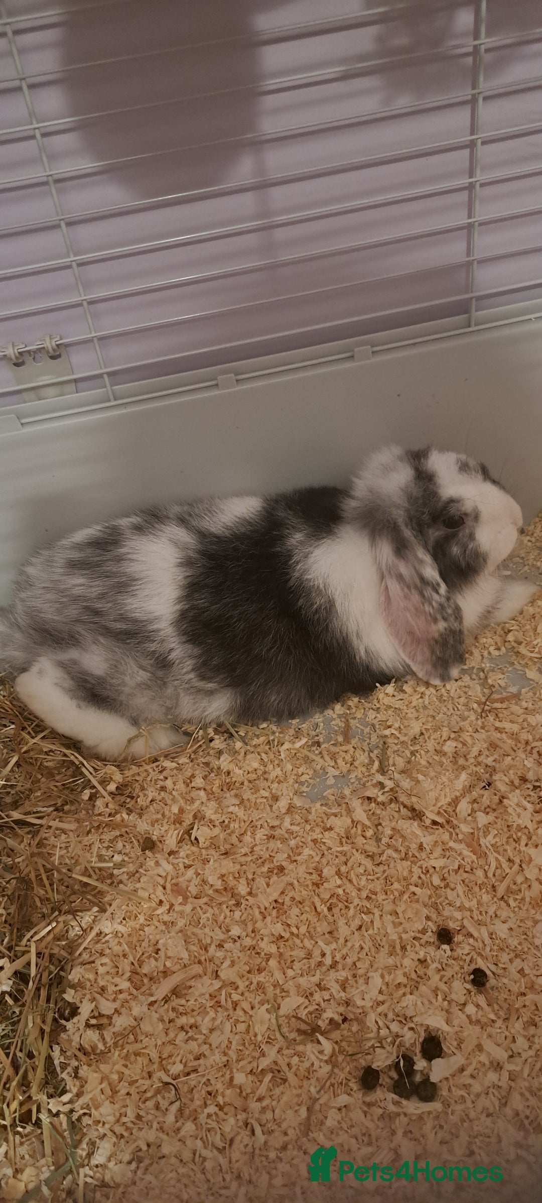 Dwarf Lop rabbits for sale: Beautiful rabbit looking for a home - Advert 2