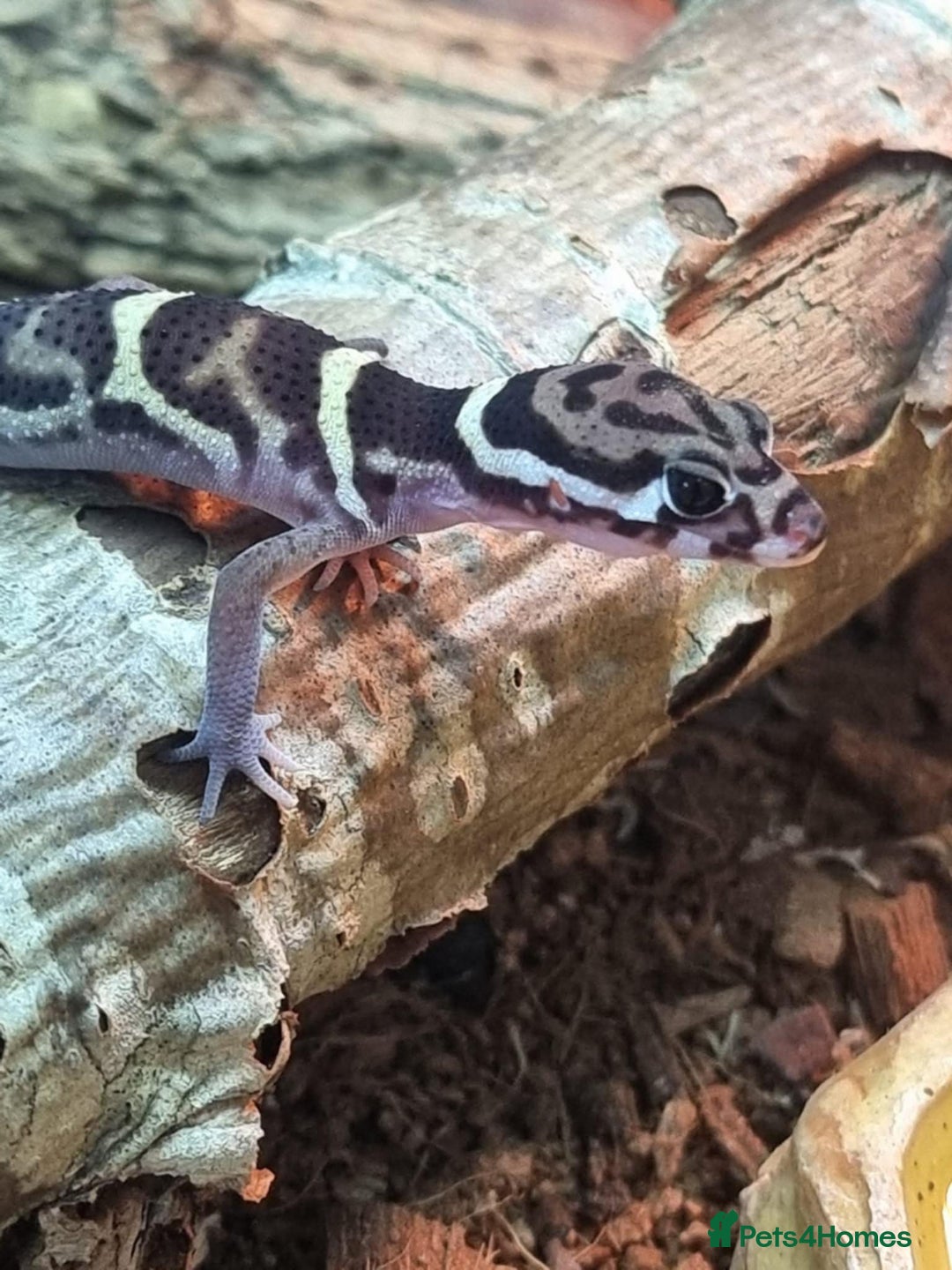 Gecko reptiles for sale: Central American banded gecko for sale - Image 1