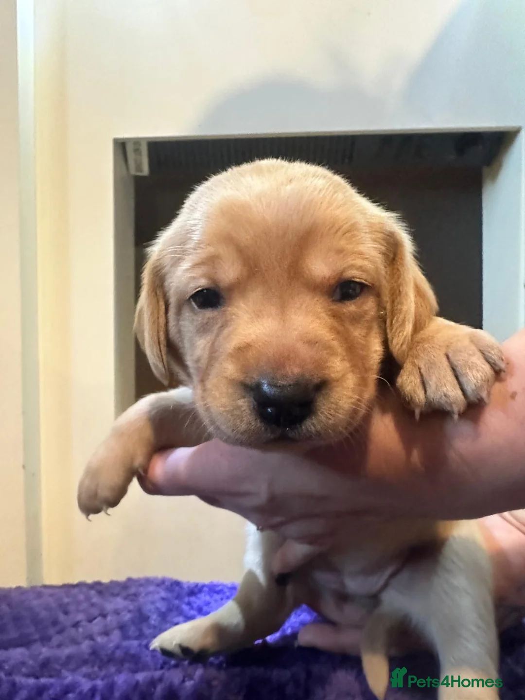 Labrador Retriever dogs for sale: Beautiful Labrador Pup - Advert 18