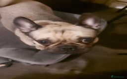 Frug dogs for sale: Frug for a new home - Image 2
