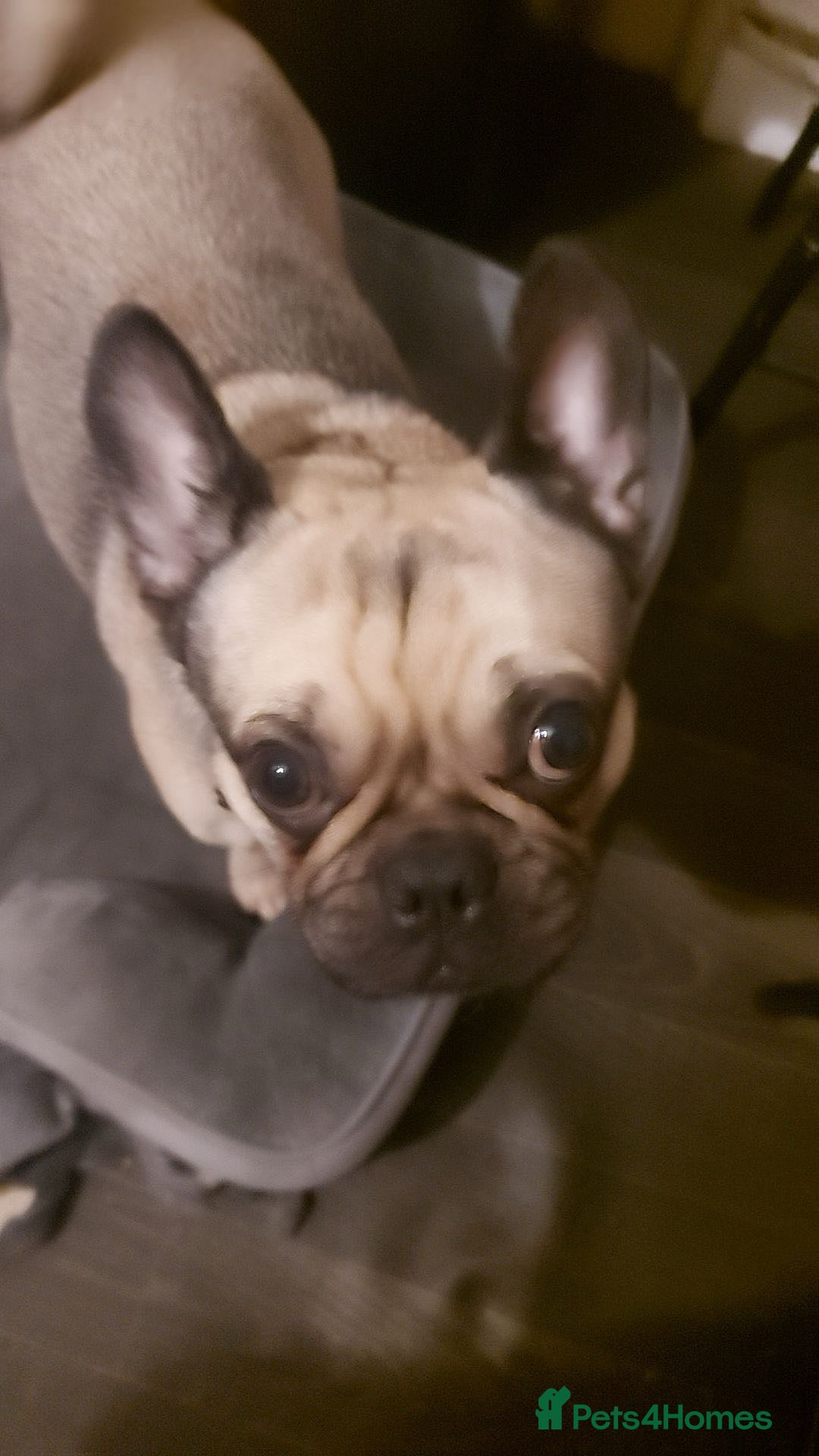 Frug dogs for sale: Frug for a new home - Image 2