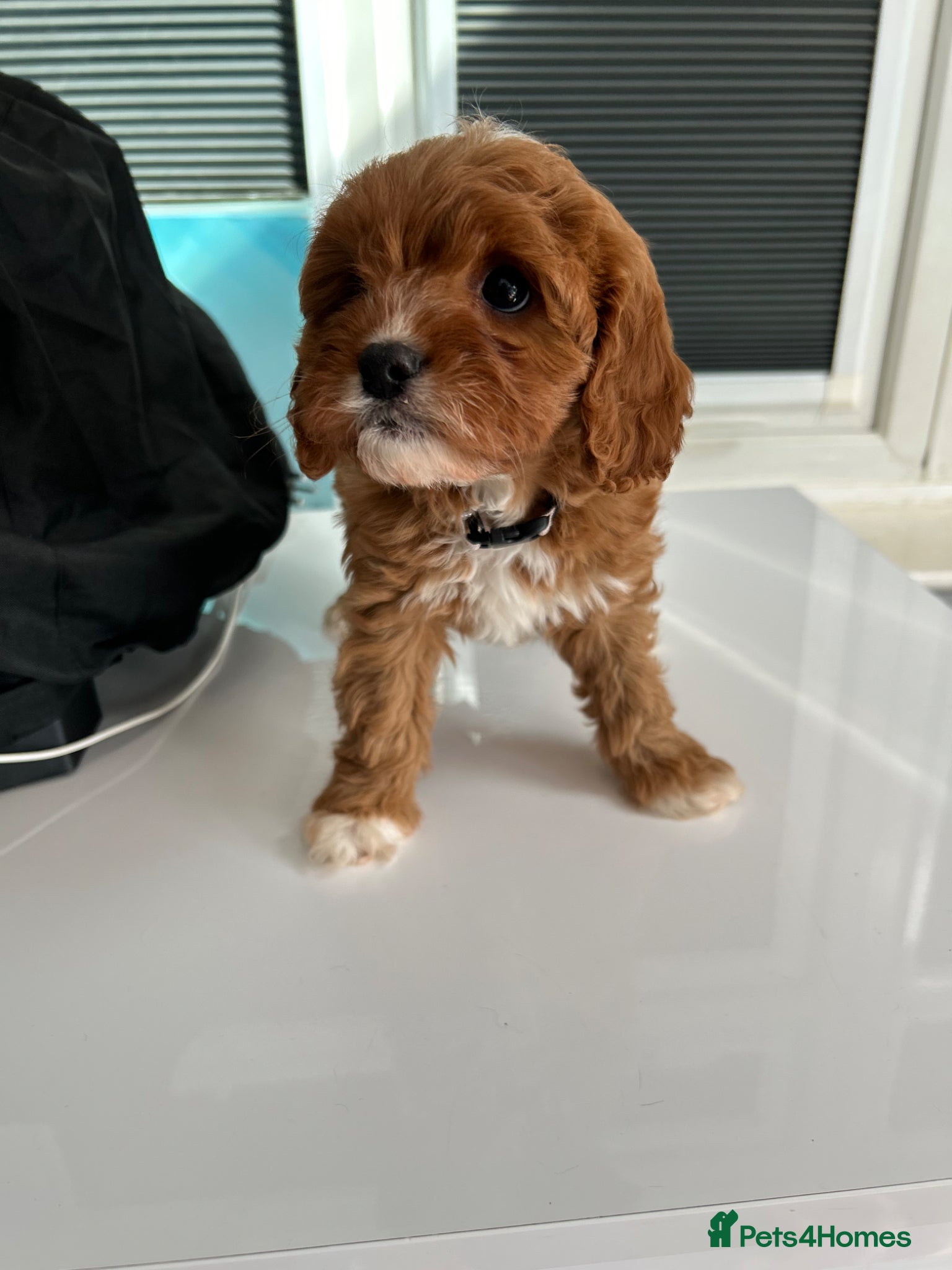 Cavapoo dogs Red health tested cavapoo girls  - Advert 16