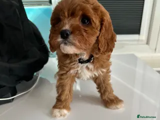 Cavapoo dogs Red health tested cavapoo girls - Advert 16