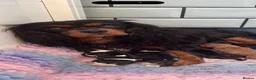 Cavalier King Charles Spaniel dogs for sale: Extensively Health Tested Cavilier King Charles  - Advert 13