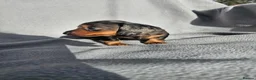 Miniature Dachshund dogs for sale: Miniature dachshunds - Advert 13