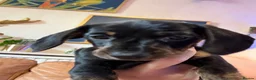 Miniature Dachshund dogs for sale: Ready now litter of brindle miniature Dachshunds - Advert 12