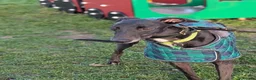 Greyhound dogs for sale: Greyhound - Advert 3