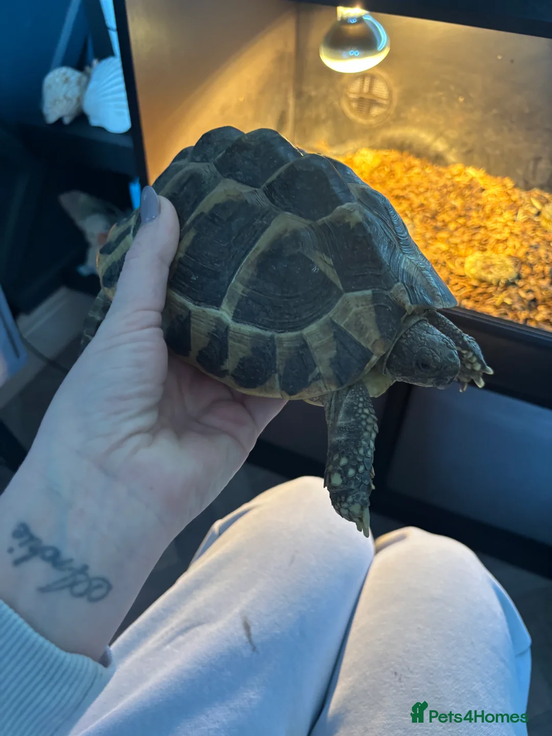 Hermann Tortoise reptiles for sale: Two tortoises  - Advert 3