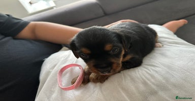 Mixed Breed dogs - Advert 3