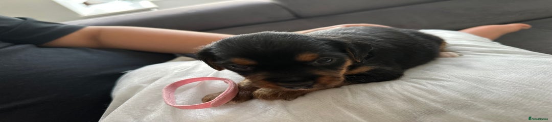 Pink collar 