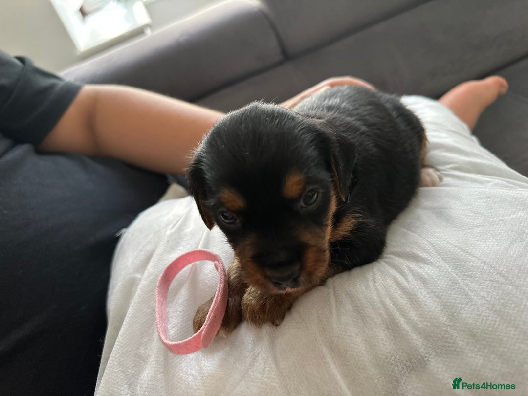 Mixed Breed dogs for sale: 4 adorable puppies looking for a new home  - Image 3