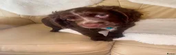 Cocker Spaniel dogs for sale: Cocker Spaniel Puppies in Coventry - Advert 11