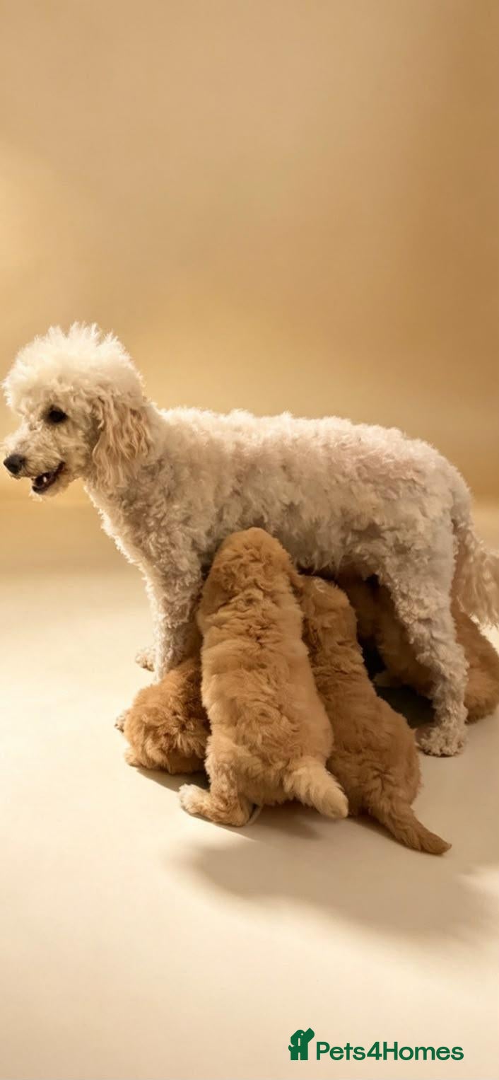 Poochon dogs Lovely poochon puppy's 💗 - Advert 1