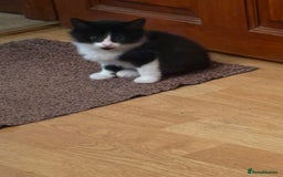 Mixed Breed cats for sale: Beautiful Black and White Kittens - Image 2