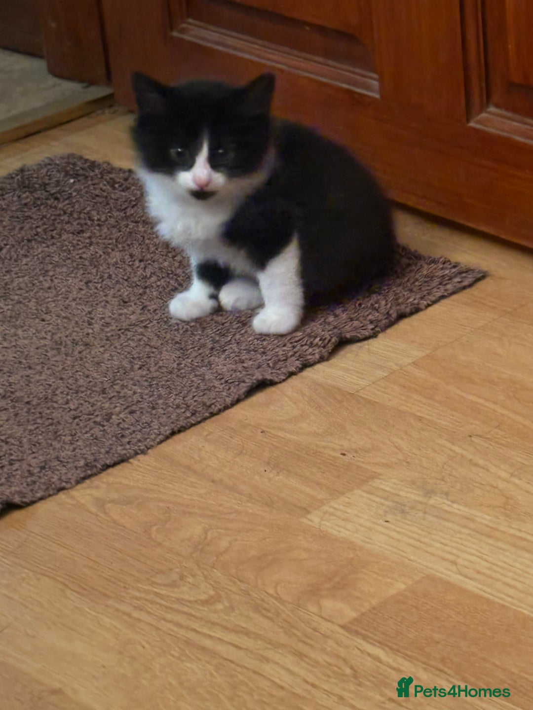 Mixed Breed cats for sale: Beautiful Black and White Kittens - Image 2