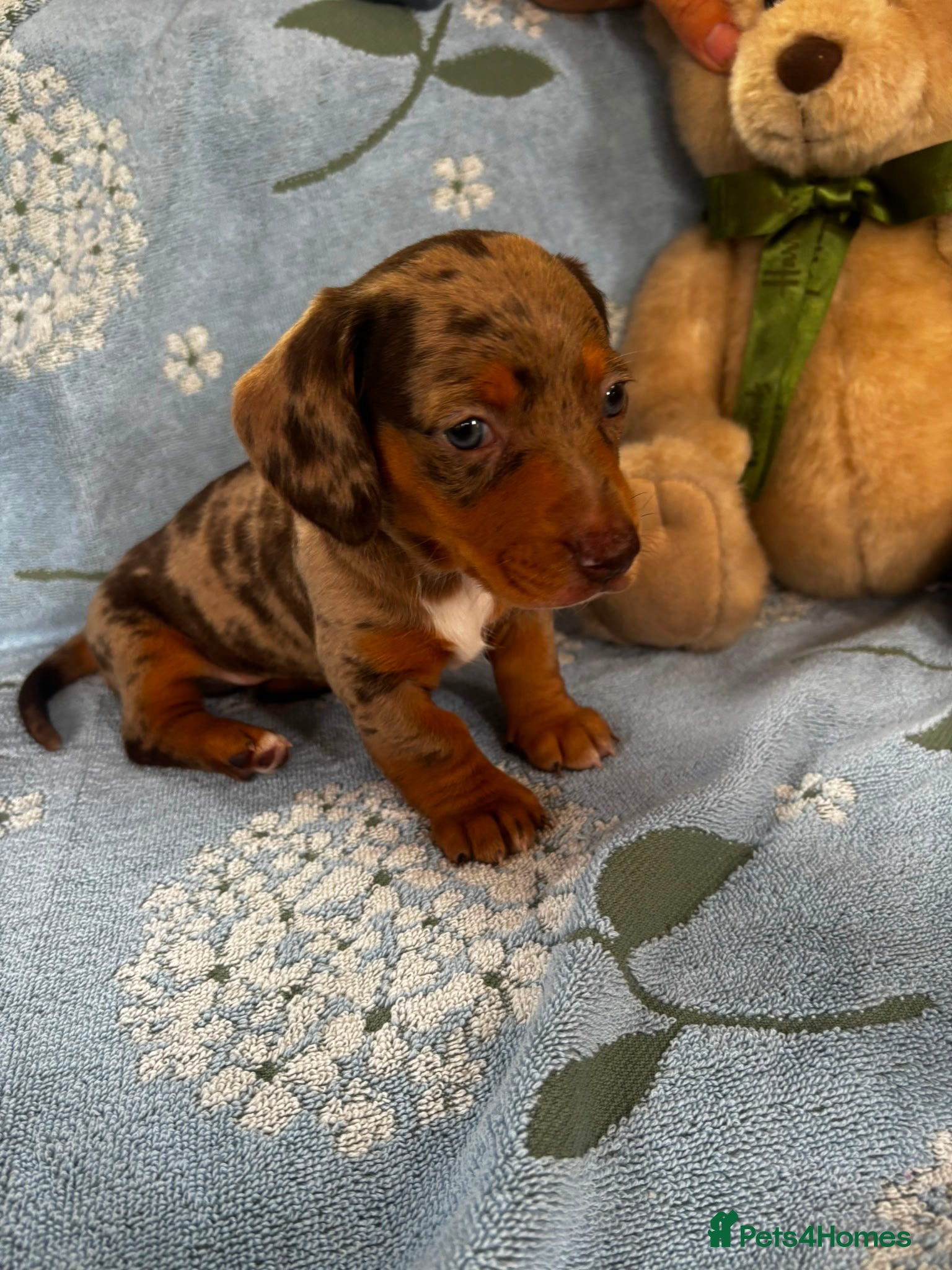 Miniature Dachshund dogs for sale: Miniature dachshund puppies - Advert 17