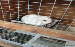 Mini Lop rabbits for sale: Po the rabbit - Image 4