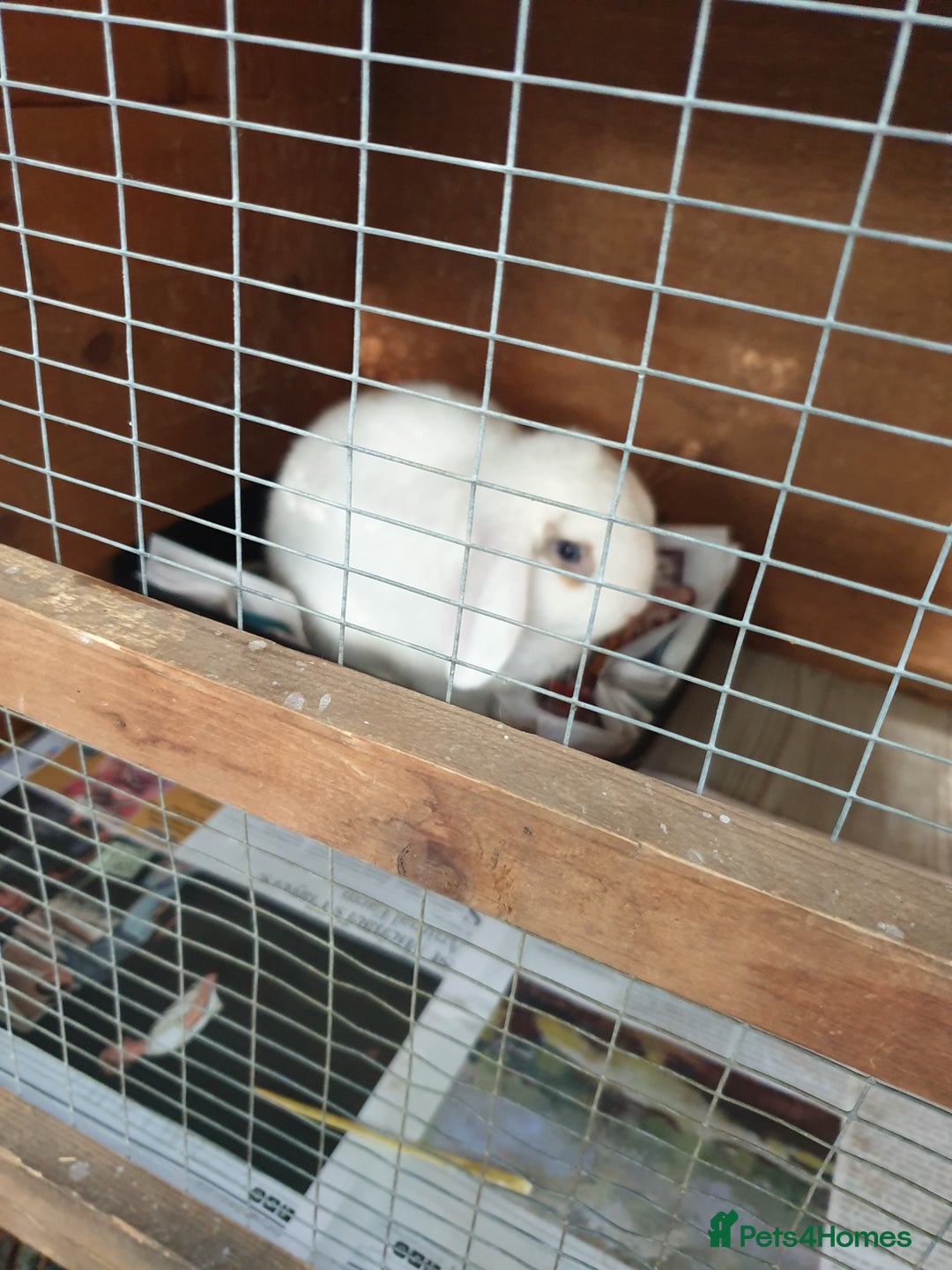 Mini Lop rabbits for sale: Po the rabbit - Image 4