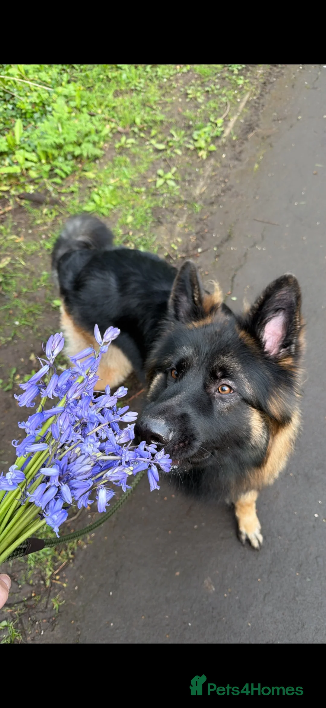 German Shepherd dogs for stud: Stunning Long-Coat German Shepherd Stud Available in Preston - Advert 2