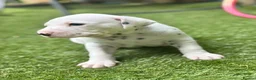 Dalmatian dogs for sale: Beautiful KC Registered Dalmatian Puppies - Advert 21
