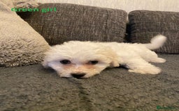 Maltese dogs for sale:  Adorable Maltese Puppies - Image 16