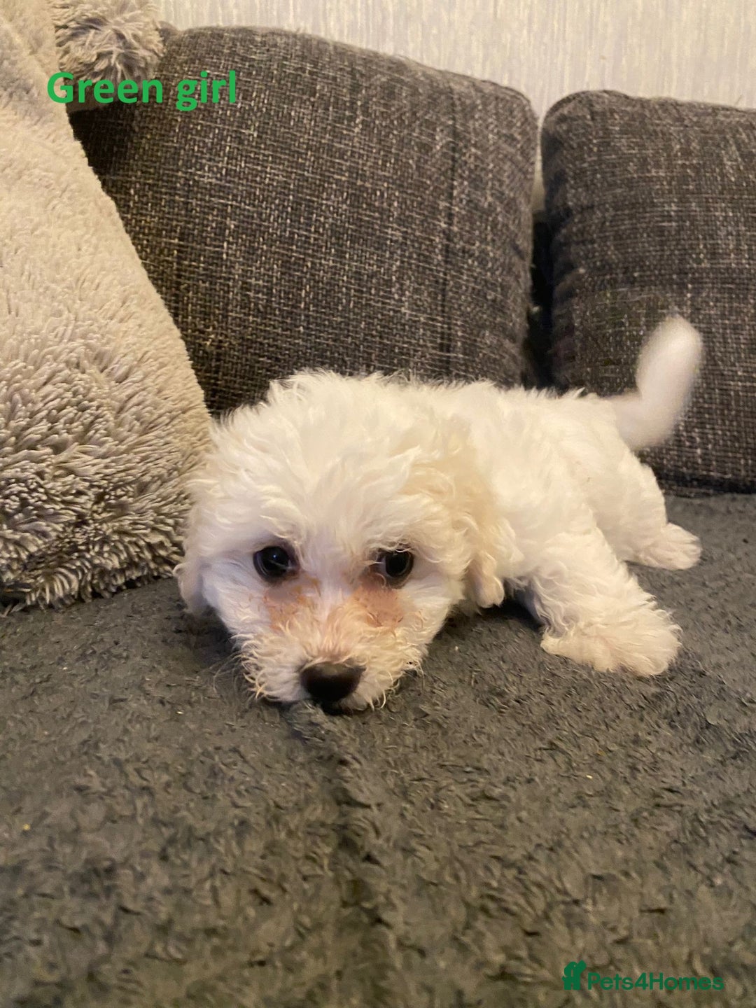 Maltese dogs for sale:  Adorable Maltese Puppies - Image 16