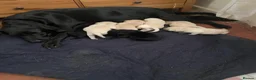 Labrador Retriever dogs for sale: Lovely Labrador puppies - Advert 11