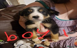 Border Collie dogs for sale: Border collie pups - Image 1