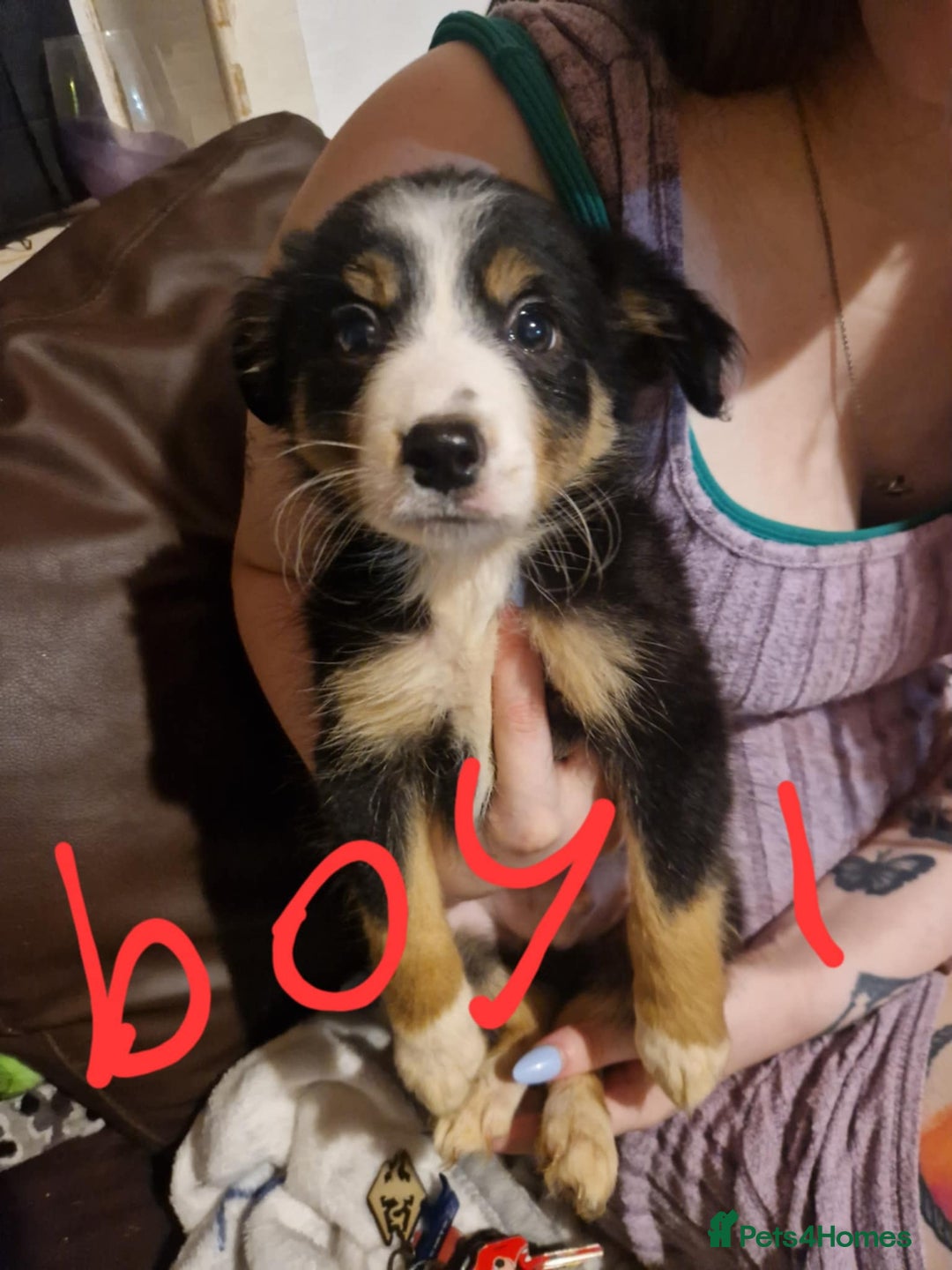 Border Collie dogs for sale: Border collie pups - Image 1