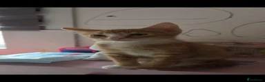 Mixed Breed 2