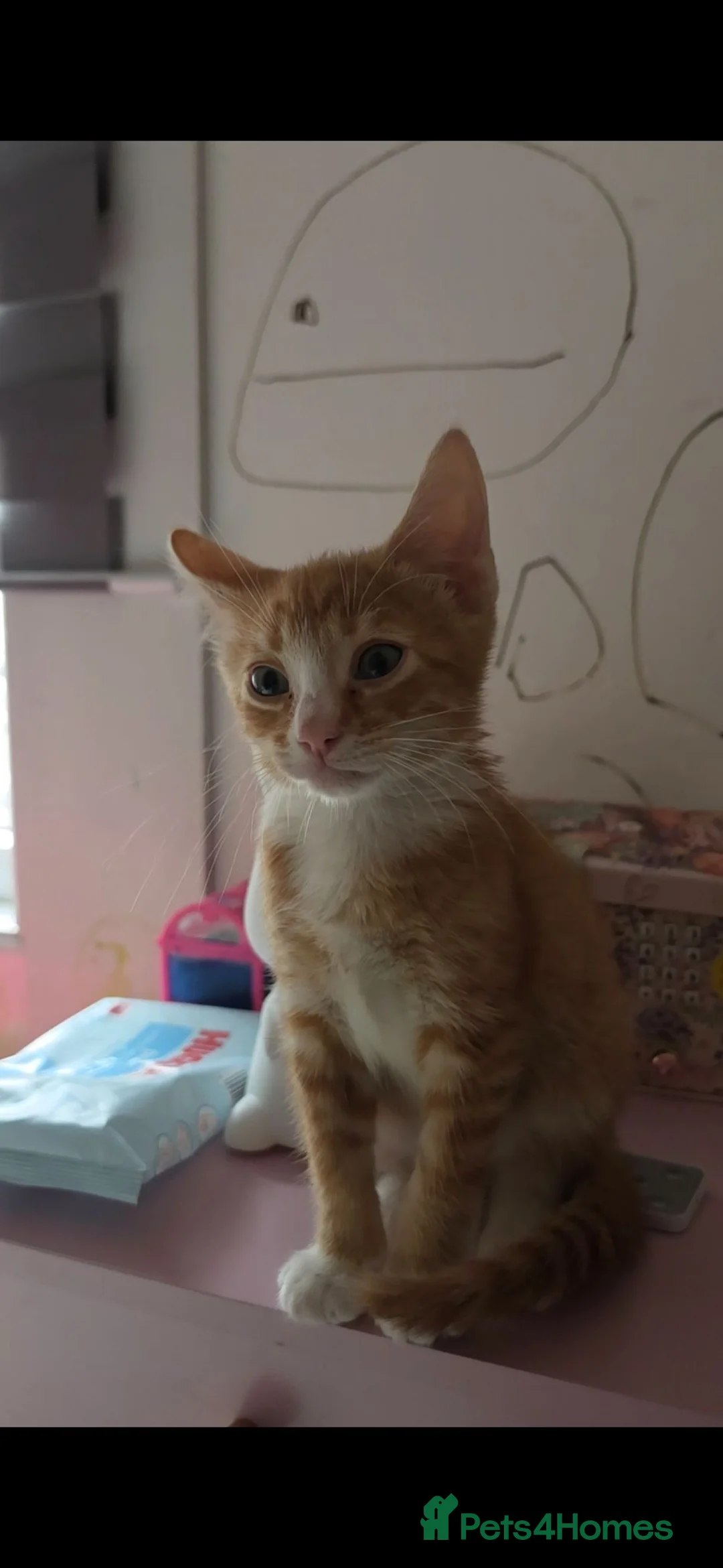 Mixed Breed cats for sale: Kitten - Advert 2