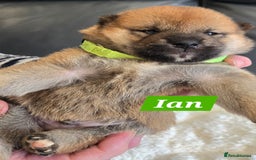 Japanese Shiba Inu dogs for sale: Gorgeous Shibas  - Image 28