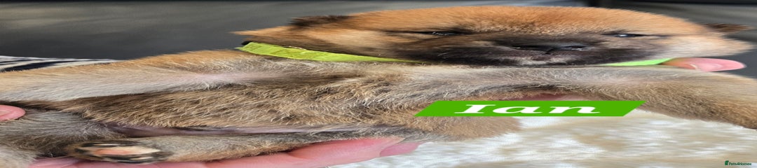 Japanese Shiba Inu Puppy 2