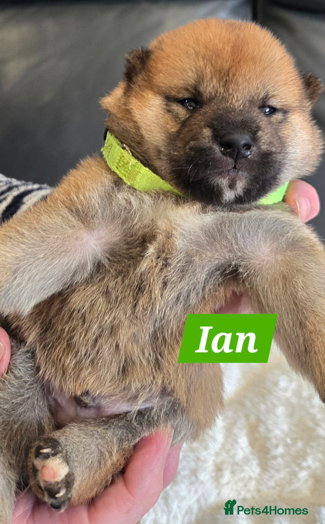 Japanese Shiba Inu dogs for sale: Gorgeous Shibas  - Image 28