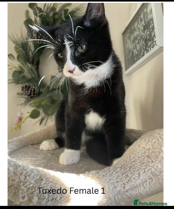 Mixed Breed cats (Tuxedo Male has been rehomed) Adorable 4 kitties  - Advert 12