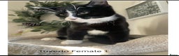 Mixed Breed cats for sale: Adorable 5 mixed breed kitties  - Advert 4
