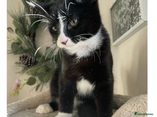 Mixed Breed cats Adorable 3 kitties left looking for a safe home - Advert 15