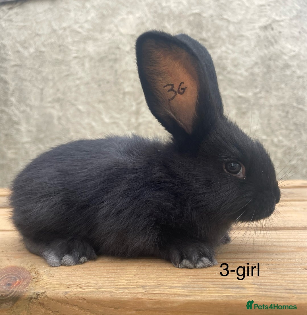 Continental Giant rabbits for sale: Pure bred continental giants - Image 4