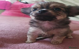 Chihuahua dogs for sale: Tricoloured Long Coat Chihuahua - Image 3
