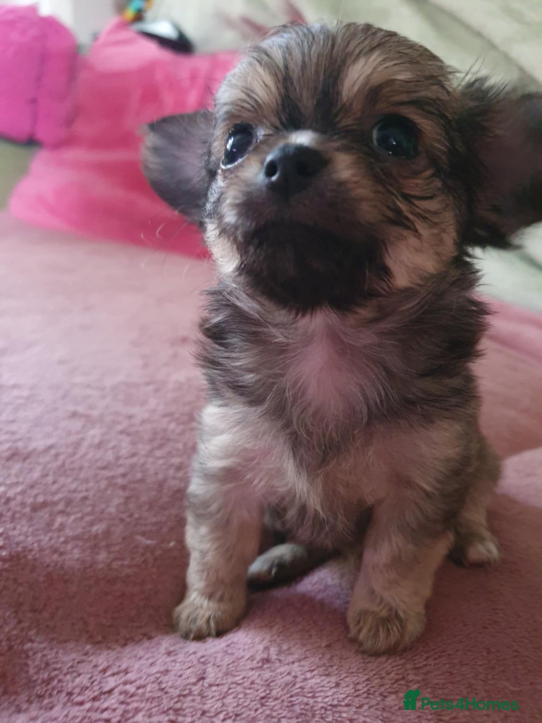 Chihuahua dogs for sale: Tricoloured Long Coat Chihuahua - Image 3