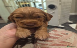 Cocker Spaniel dogs for sale: Beautiful cocker spaniel pups  - Image 7