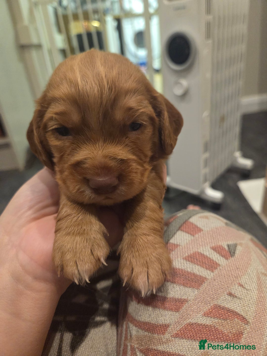 Cocker Spaniel dogs for sale: Beautiful cocker spaniel pups  - Image 7